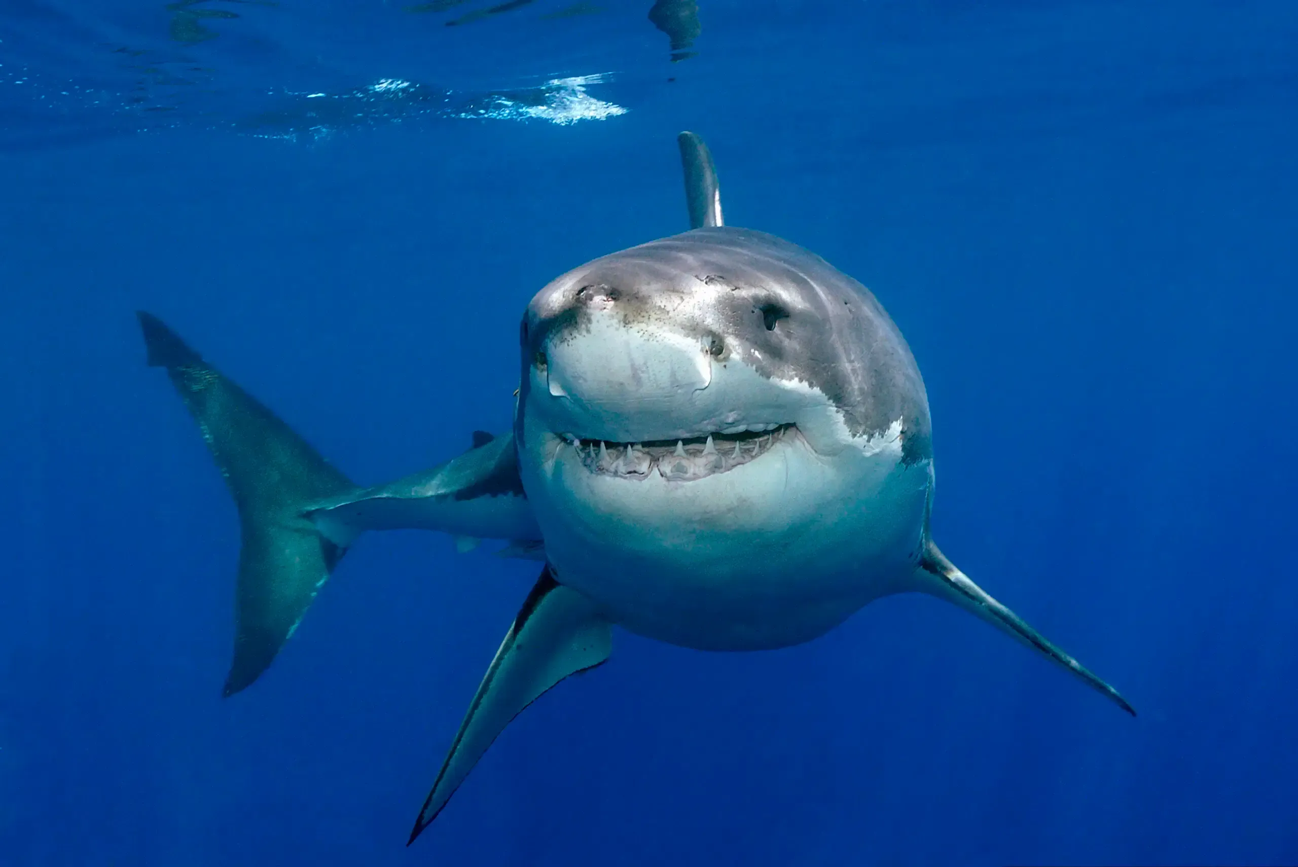 Great white shark swimming underwater, facing the camera with mouth slightly open.